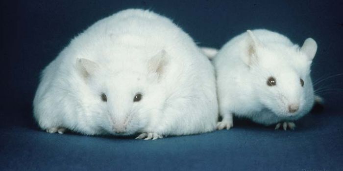 Improving Health in Obese and Diabetic Patients Using Protein Silencing