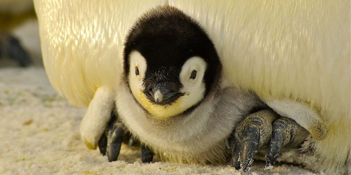 Shrinking Krill Population Threatens Antarctic Ecosystem