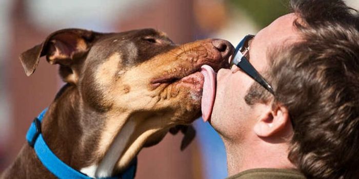 Good Dogs Carry Bad Bacteria
