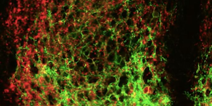 A Small Set of Cells Acts as a Timekeeper