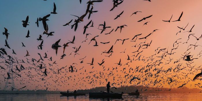 Documenting biological magnetoreception in living cells