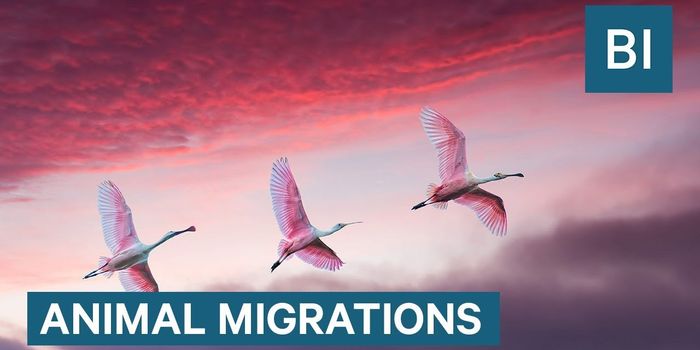 Think You Could Migrate as Far as an Animal?