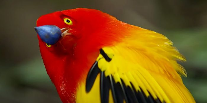 This ain't no Tinder courtship