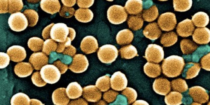 Staph Bacteria can Sustain Infection by Eating Bone