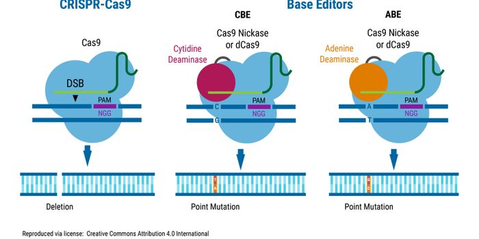 Gene Editing Beyond CRISPR-Cas9: Base Editors