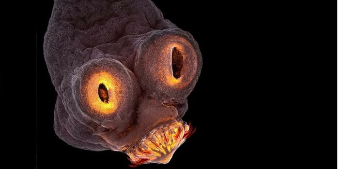 Amazing Images From 2017 Photomicrography Competition