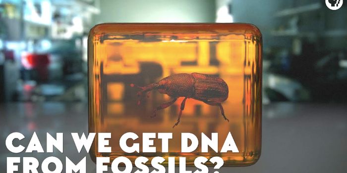 Harvesting Ancient DNA Samples