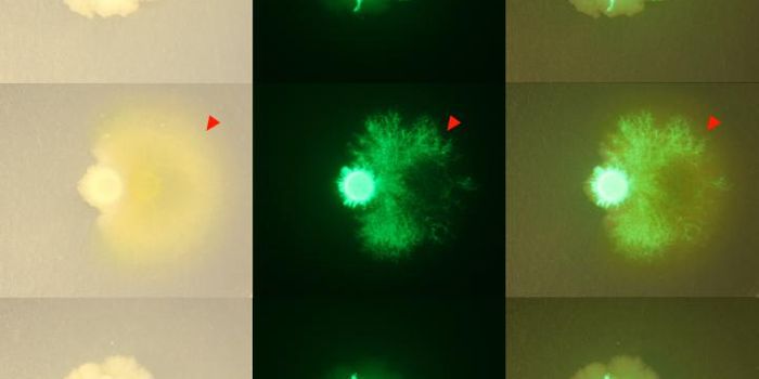 THOR - Hammering Out a Model for the Microbiome