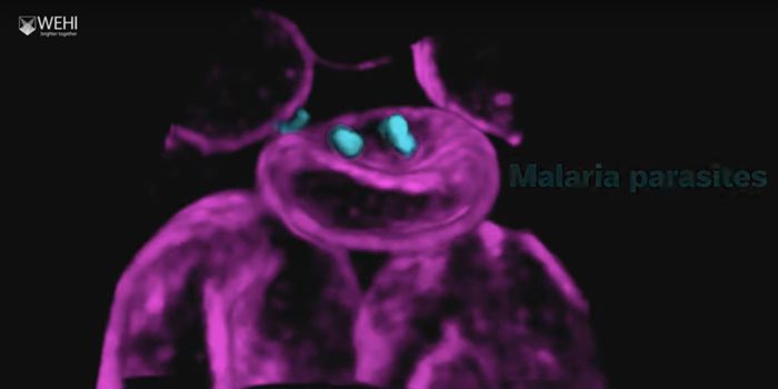 Malaria Pathogen Caught Invading Red Blood Cells