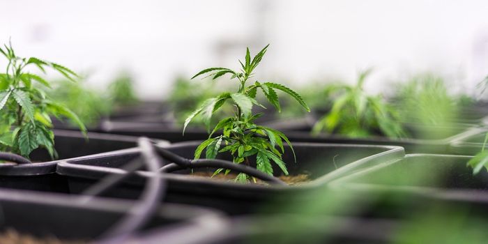 Study Finds Outdoor Cultivation Can Be 50% Less Carbon-Emitting Than Indoor Production