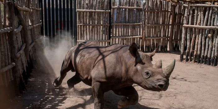 Conservationists Introduce 6 Critically Endangered Black Rhinos to Chad