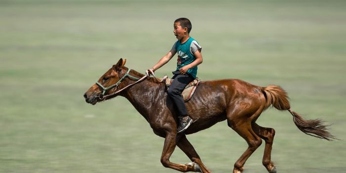 One Genetic Mutation Led to Rideable Horses