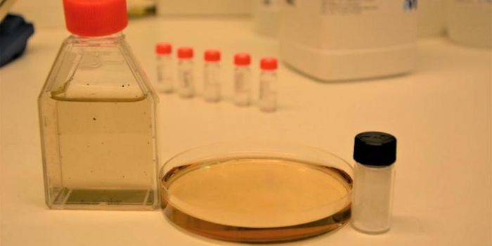 Microbes May Offset Some of the Negative Impacts of Ocean Microplastics