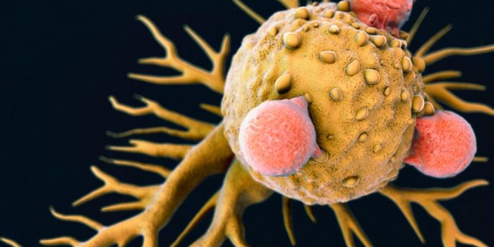 Recruiting the Entire Immune System to Attack Cancer