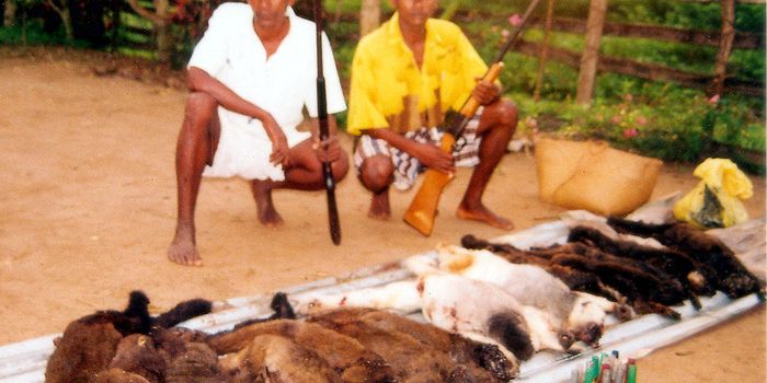 Bushmeat Hunting is Severely Driving Down Numbers of Animal Species