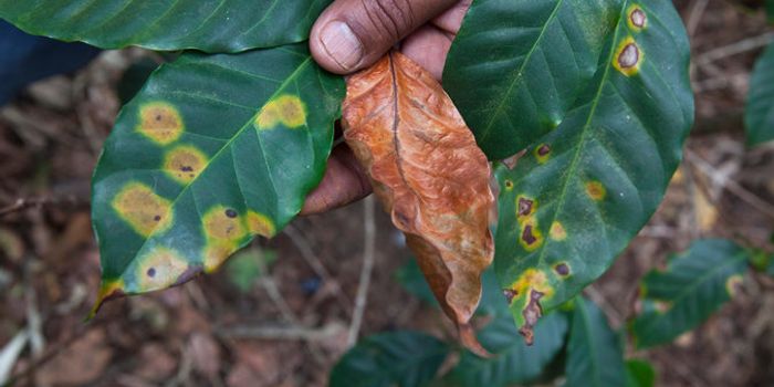 Fungus vs. Fungus: Fighting the Coffee Rust Epidemic
