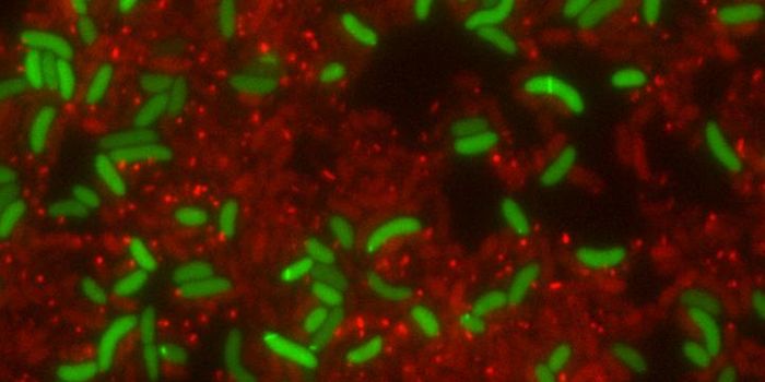 Bacteria can Share & Recycle Ammunition in Battle