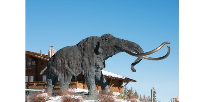 Meet Nun Cho Ga, The Latest Frozen Mammoth Discovered in Canada!