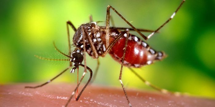 Why do Mosquitoes Prefer People?