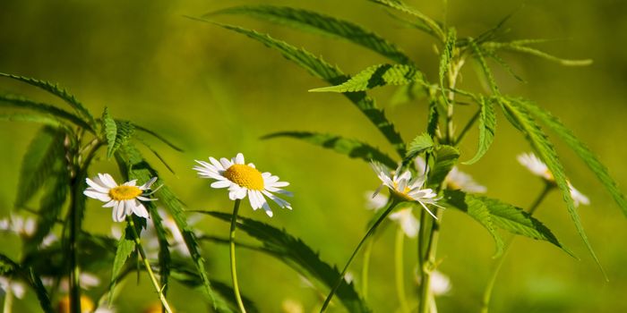 Researchers Study Gene Expression of Enzymes Responsible for Cannabinoid Biosynthesis