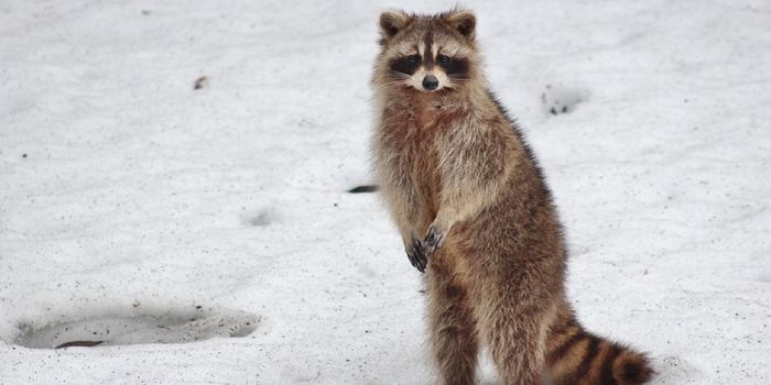 Here's What Happens When a Person Contracts Rabies