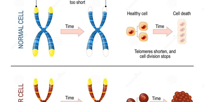 New Observations of a Cancer Transcriptase