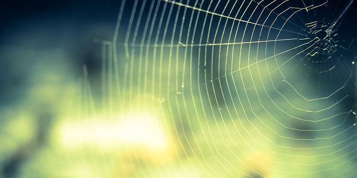 The next bioplastic: plant-based spider silk