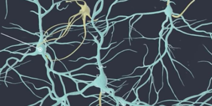 Modeling the Blood Brain Barrier on a Chip
