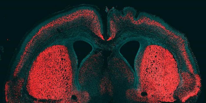 'Big Brain' Gene Found in Humans