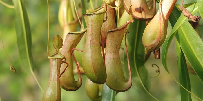 Pitcher Plants Inspire Kidney Stone Diagnostic