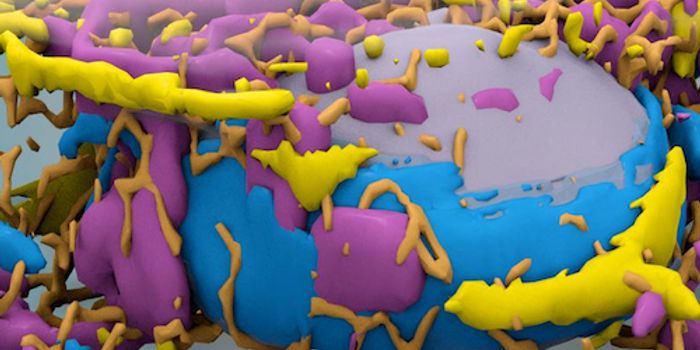 Visualizing the Organization of Human Cells With Machine Learning