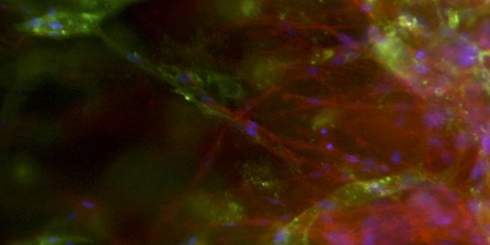 Patient-Specific Blood Vessel Networks for Regenerative Medicine