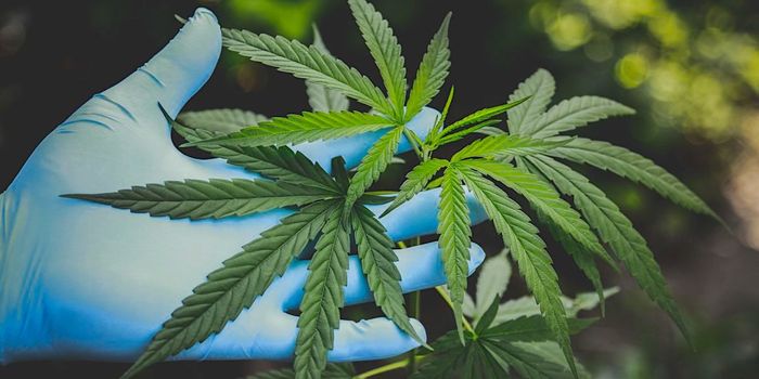 CBD Makes Antibiotics More Effective