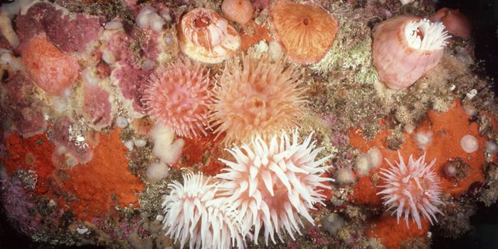 Saving New England's Corals