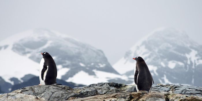 What is Happening in Antarctica? 85,000 Earthquakes Near Previously Inactive Volcano