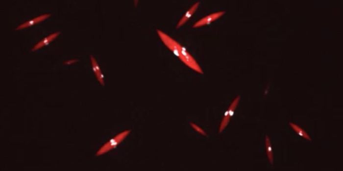 Modeling Cell Division Outside of the Cell