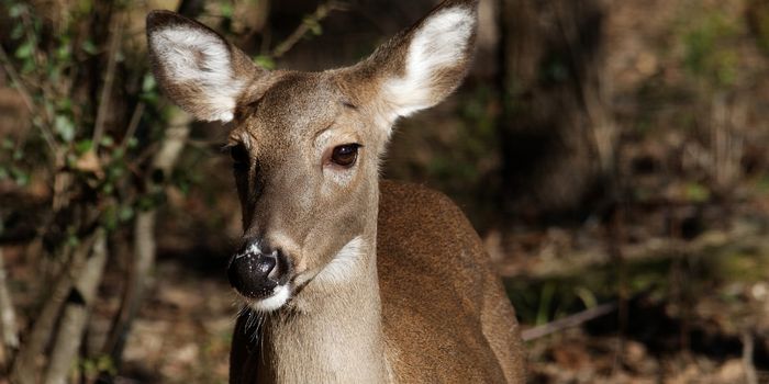 Wild Deer Caught on Camera While Munching on Human Remains