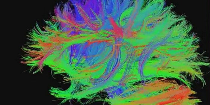 A New Way to See the Brain