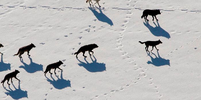 A human wildlife conflict controversy: 11 gray wolves sentenced to death in Washington