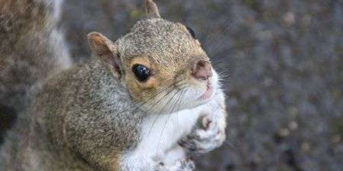 Study May Link Grey Squirrels In UK To Lyme Disease