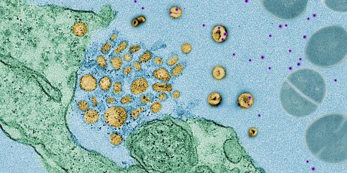 How a Decoy Strategy Helps Cells Evade the Effects of Pathogens