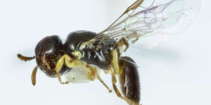 This Bee Nests in Small Cavities in Australia's Banksia Trees