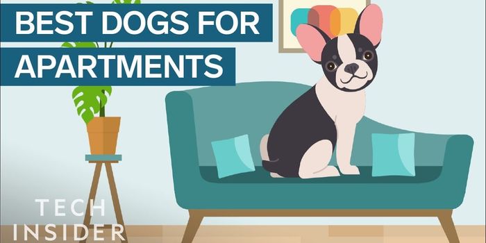 These Are the Best Dog Breeds for Apartment Dwellers