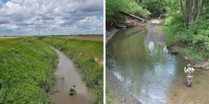 Forested Buffers Triple Terrestrial Species