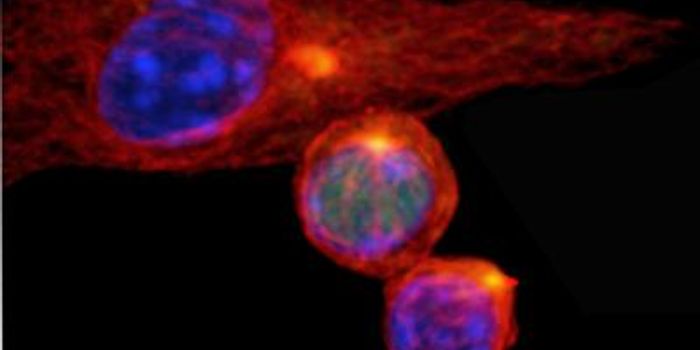 Turning Lymphocytes Into Rapidly Dividing Attack Cells