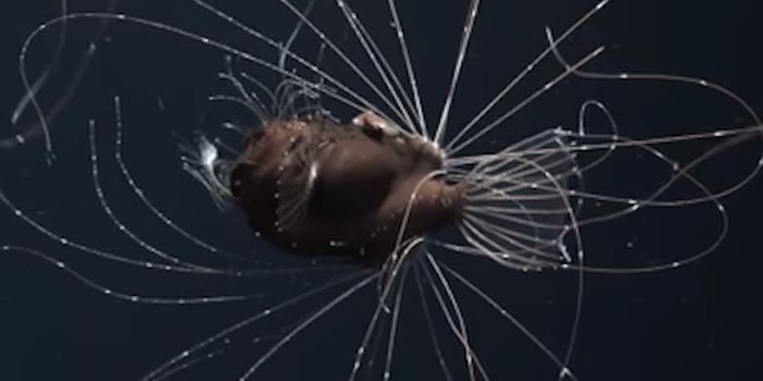 Anglerfish Alert Researchers to a Third Type of Symbiosis