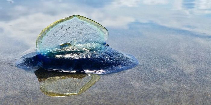 A Big Blue Beach Party
