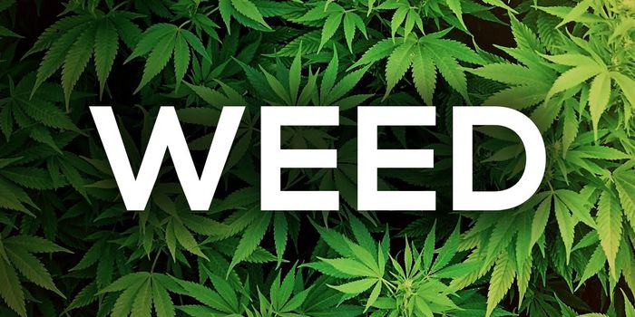 The Scientific Value of Marijuana