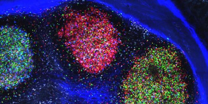 How Does the Immune System Handle the Microbiome?