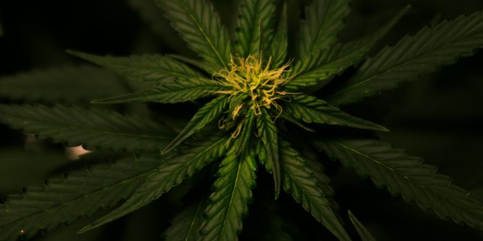 Cannabidivarinic Acid Promotes Aphid Defense in Cannabis Sativa Plant